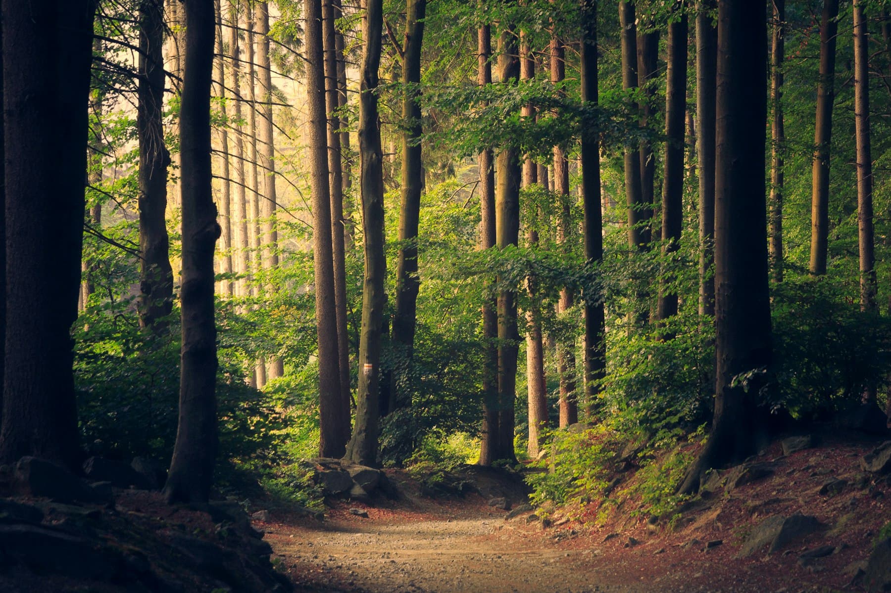 A forest path running through connected trees.